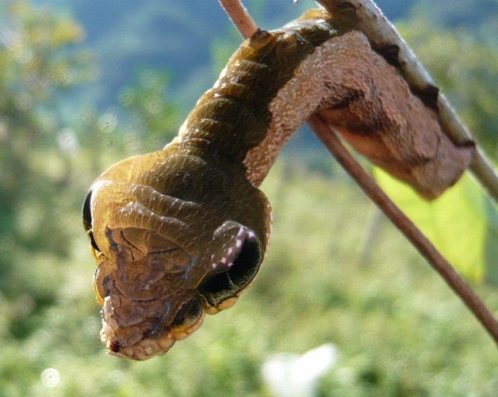 []为吓退捕食者，“升级版”毛毛虫伪装成一条蛇，还会“咬人”