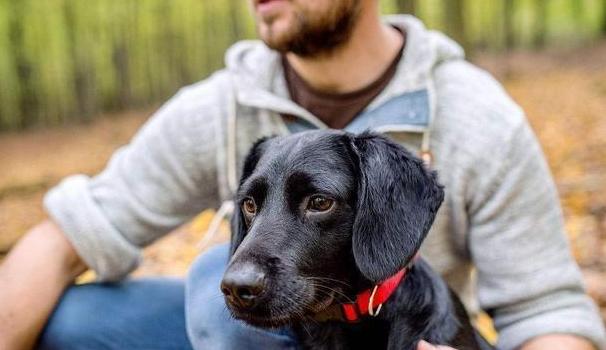 养拉布拉多，为什么养黑色的要比其他颜色好？原来好处这么多！