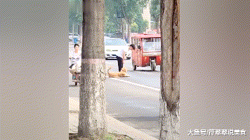金毛耍赖不走路，主人拿起爪子就是一顿跑，金毛：慢慢慢……慢点