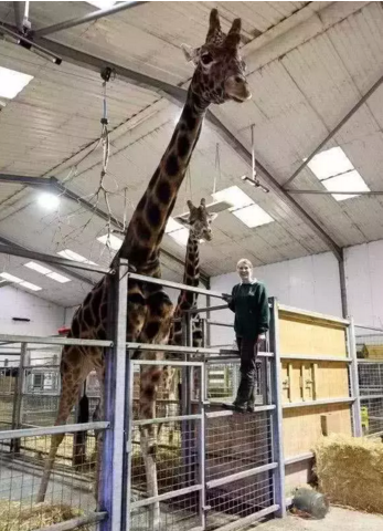 奇异世界: 十大巨型动物, 大到超出你的想象!