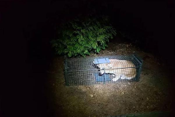 狗子们的沙雕时刻……简直笑到劈叉啊哈哈哈哈哈哈！！