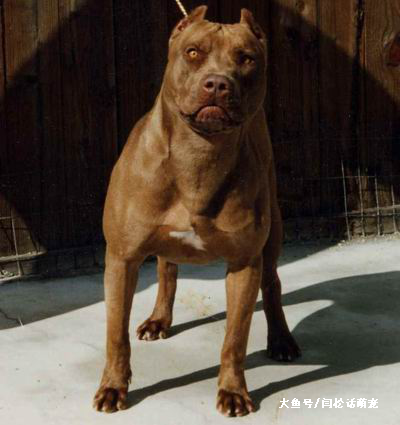 小狗也是吃货大王，护食主义者，拿走一颗试试