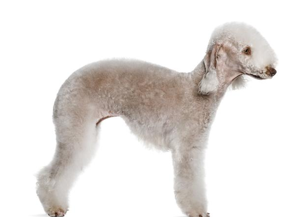 全球最稀有的 12 种狗狗，最少的一种仅剩不到 1000 只