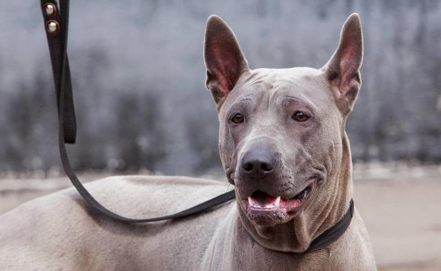 全球最稀有的 12 种狗狗，最少的一种仅剩不到 1000 只