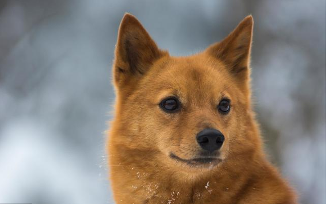 全球最稀有的 12 种狗狗，最少的一种仅剩不到 1000 只