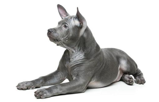 全球最稀有的 12 种狗狗，最少的一种仅剩不到 1000 只