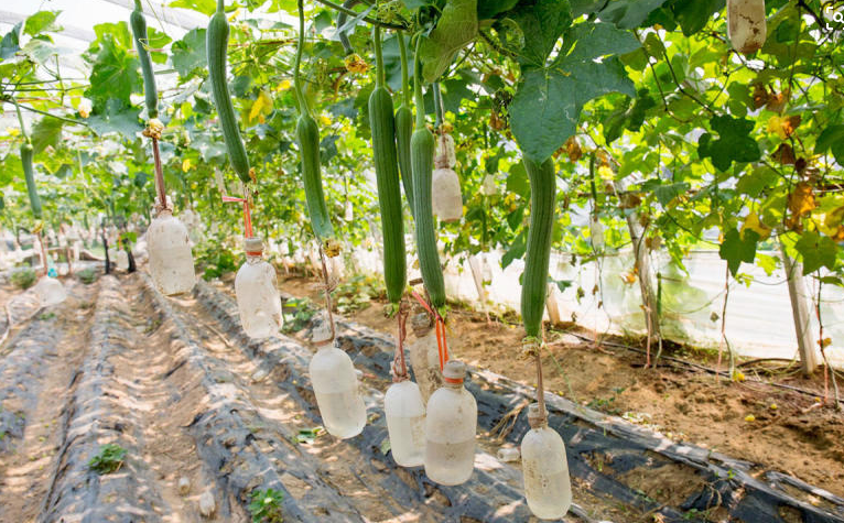 还在为丝瓜卖相不好看发愁吗？学会这个方法，种出的丝瓜售卖无忧