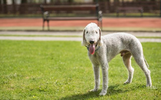 全球最稀有的 12 种狗狗，最少的一种仅剩不到 1000 只