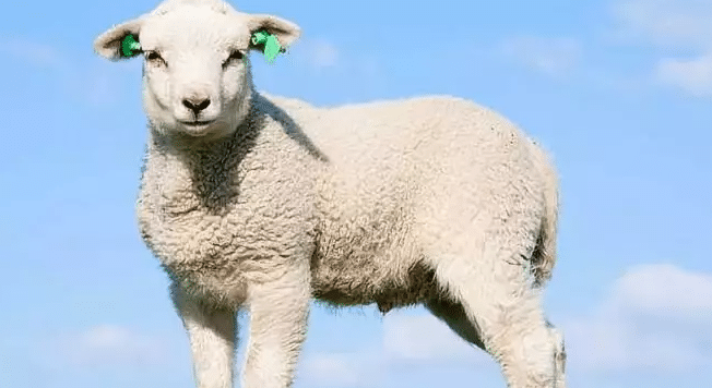 67年 生肖羊要 乐 了 10月10号一定要打开 67年 生肖羊要 乐 了 10月10号一定要打开