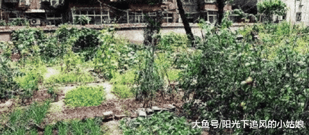 为何有钱人从不买带“院子”的房子？听内行人说完，庆幸知道及时