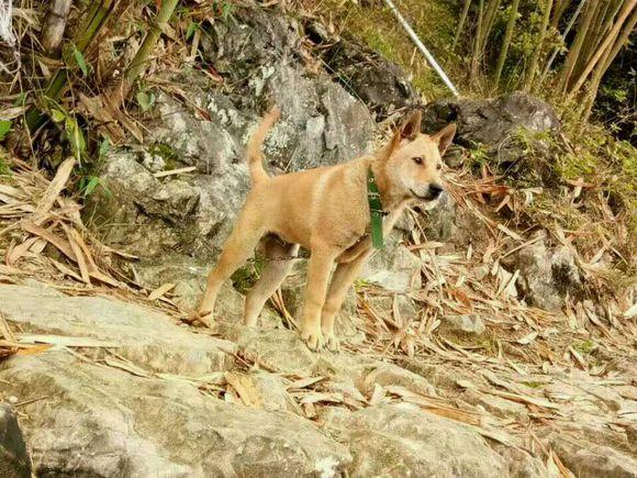 看看这些极品土狗