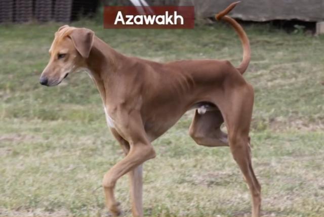 全球最稀有的 12 种狗狗，最少的一种仅剩不到 1000 只