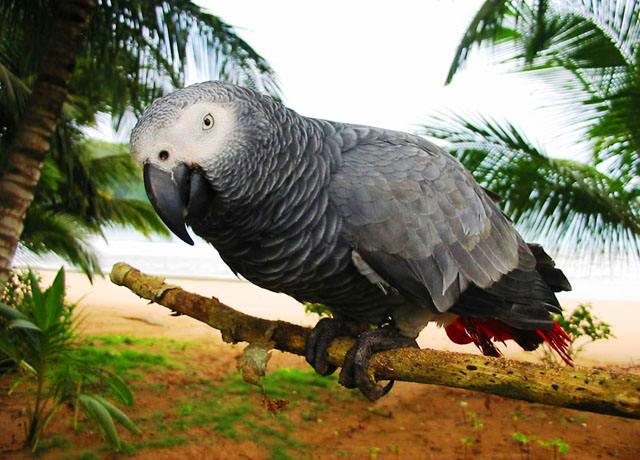 非洲灰鹦鹉繁殖难？仅需要满足这三个条件，家里小灰鹦鹉越来越多