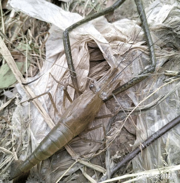 江苏省|江苏河道大虾泛滥，鱼钓不到，大虾却钓到两三斤，钓鱼人：反常