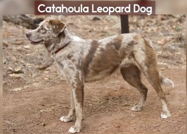 全球最稀有的 12 种狗狗，最少的一种仅剩不到 1000 只