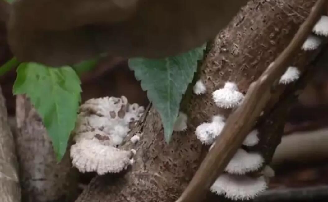 广东又有人采食毒蘑菇中毒入院，只因同事自认聪明