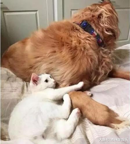 金毛叼回只小奶猫，当初只是看上它的颜值，猫长大后它才真正后悔