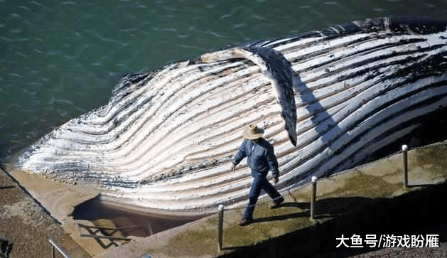 假如被鲸鱼吞了,有可能自救吗?还真有作死的人
