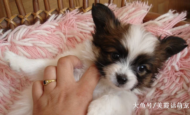 狗狗忠诚度前六名，杜宾犬垫底，实至名归