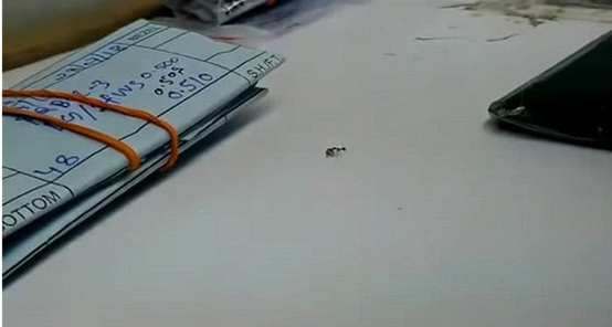 珠宝店角落一只蚂蚁再偷钻石，店员：要不是及时发现，它就成功了