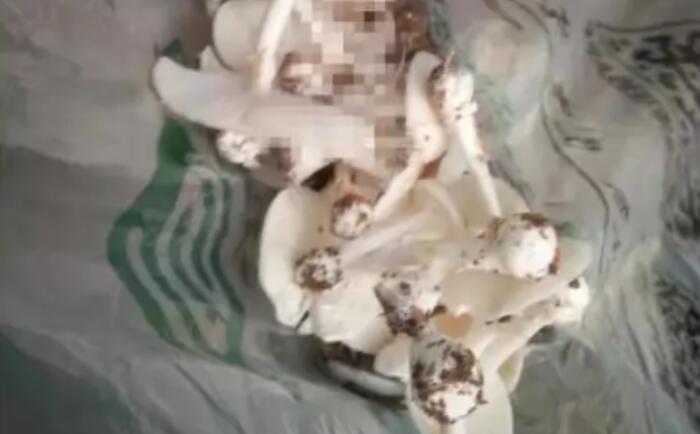 广东又有人采食毒蘑菇中毒入院，只因同事自认聪明