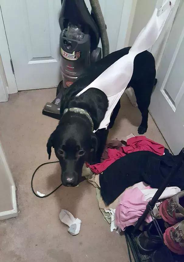 狗子们的沙雕时刻……简直笑到劈叉啊哈哈哈哈哈哈！！