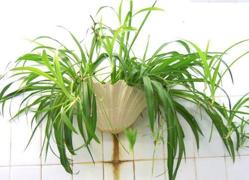 除甲醛这件事，你可能从一开始就错了