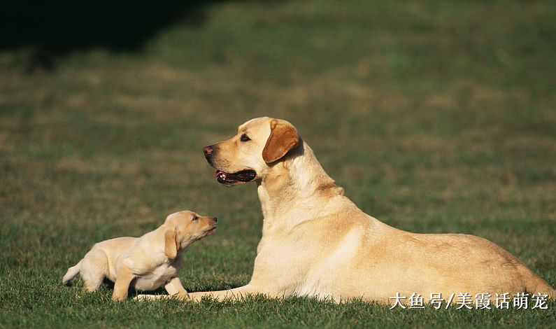 狗狗忠诚度前六名，杜宾犬垫底，实至名归