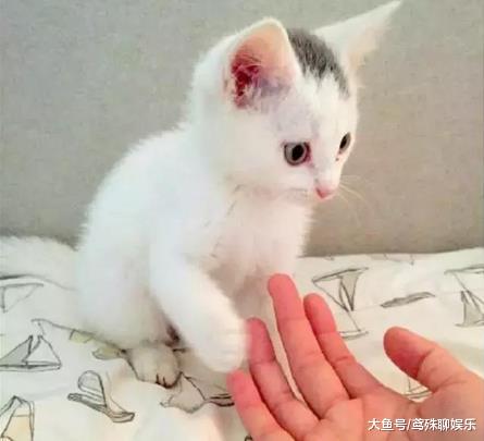 金毛叼回只小奶猫，当初只是看上它的颜值，猫长大后它才真正后悔