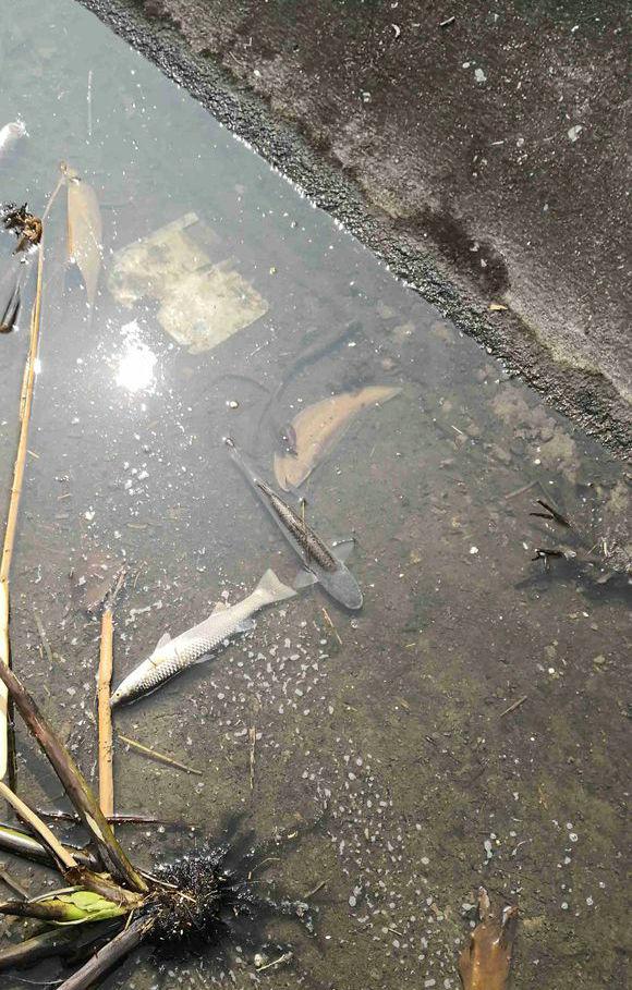 不敢吃！钱塘江出钓起“未知生物”，体型像树叶，入侵物种？