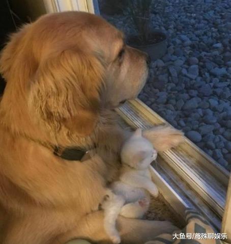 金毛叼回只小奶猫，当初只是看上它的颜值，猫长大后它才真正后悔