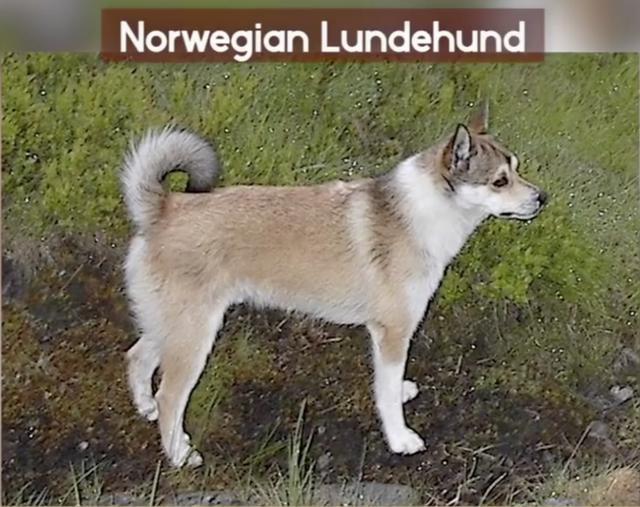 全球最稀有的 12 种狗狗，最少的一种仅剩不到 1000 只