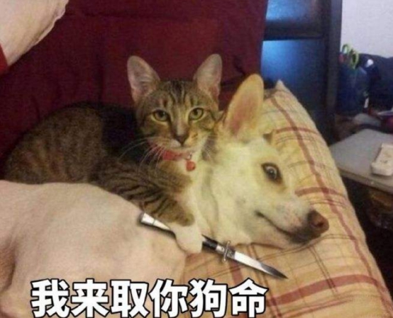 猫挨打后会记仇吗？猫犯了错，为什么挨打也不改？