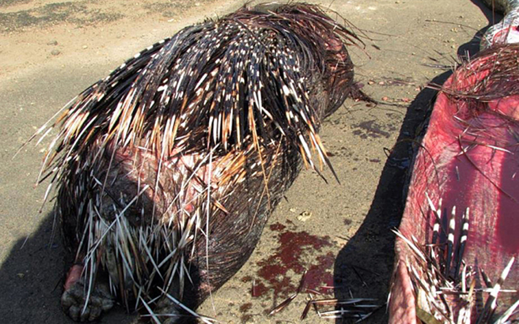 蟒蛇@蟒蛇嘴巴张到180度，吞下比自己粗几倍的猎物，直到被撑破肚皮