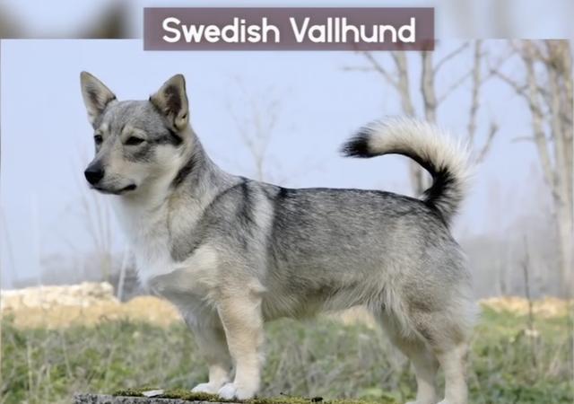 全球最稀有的 12 种狗狗，最少的一种仅剩不到 1000 只