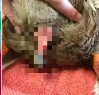 一天10次的鸭子，因纵欲过度被感染，鸭命垂危只好切掉“丁丁”