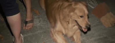 大金毛散步时突然停在下水道前……竟然避免了一起命案！