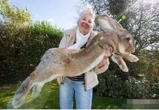 奇异世界: 十大巨型动物, 大到超出你的想象!