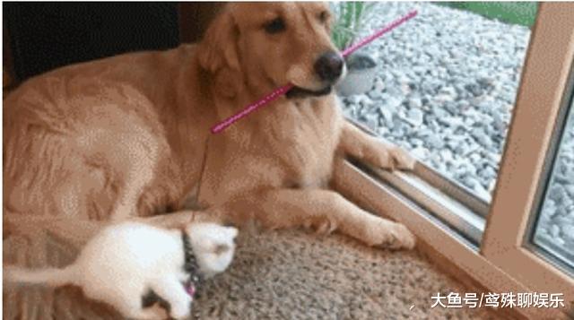 金毛叼回只小奶猫，当初只是看上它的颜值，猫长大后它才真正后悔