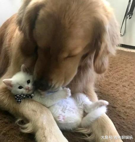 金毛叼回只小奶猫，当初只是看上它的颜值，猫长大后它才真正后悔