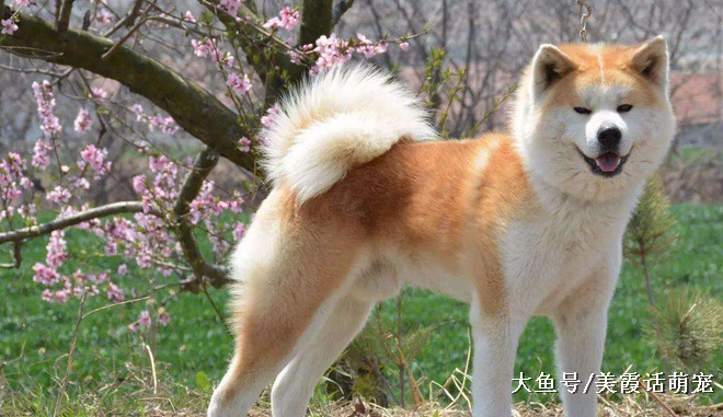 狗狗忠诚度前六名，杜宾犬垫底，实至名归