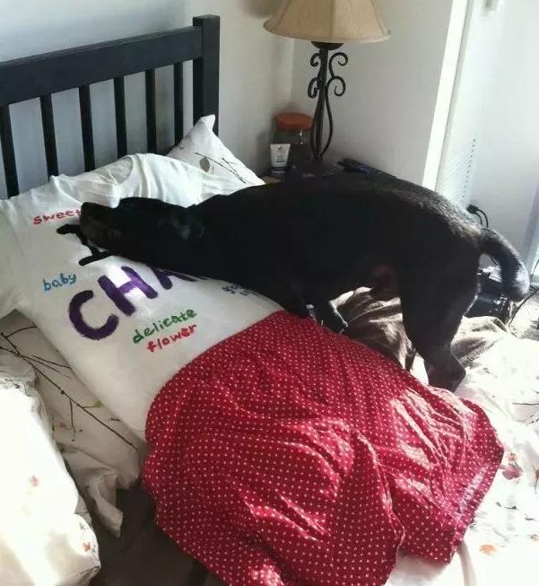 狗子们的沙雕时刻……简直笑到劈叉啊哈哈哈哈哈哈！！