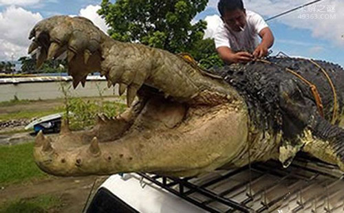 恐龙消失后,这3种生物曾统治世界,你该庆幸它们都灭绝了
