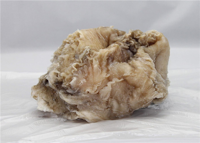 水淹不死火烧不死的生物?用刀切开还继续生长,曾是帝王的贡品!