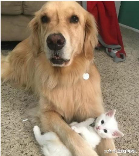 金毛叼回只小奶猫，当初只是看上它的颜值，猫长大后它才真正后悔