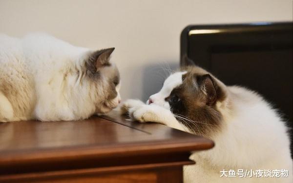 布偶貓喂什么毛長得好，上班族為什么不適合養布偶貓？