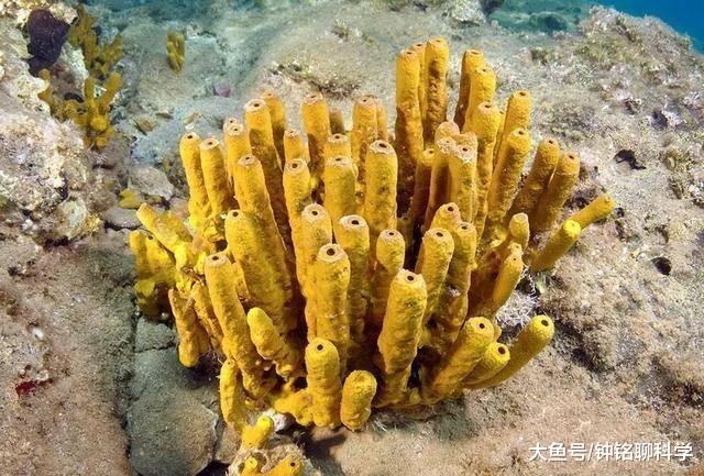 贝加尔湖为什么那么深？周围有什么生物没有？