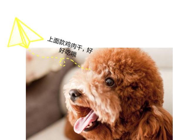 留心！泰迪舔人不全是喜欢你，还暗示着这5个意思！