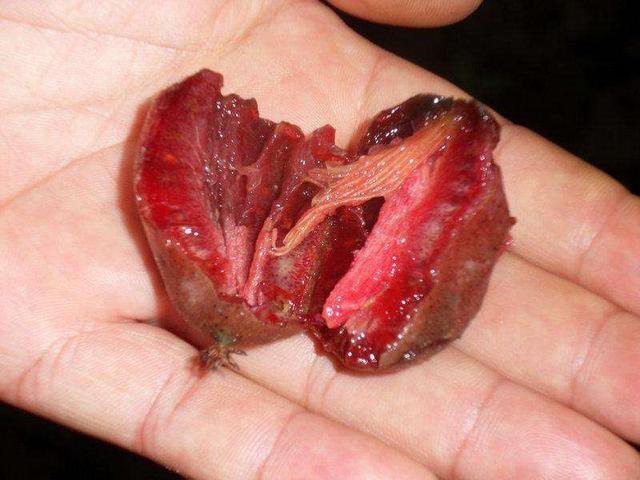 袁隆平都自愧不如！我国又一新型农产品，插土就活，来年收入50万