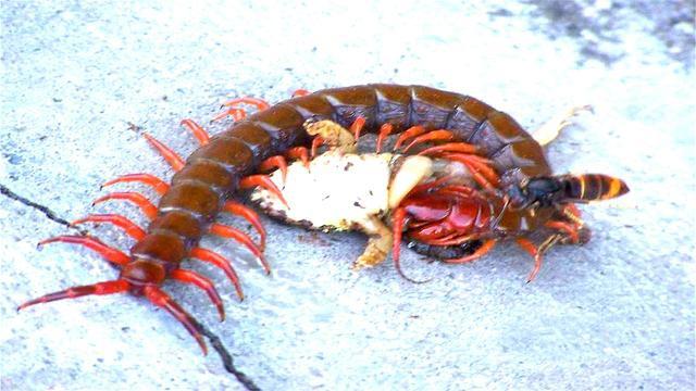 4亿年前它是地球上的“王者”，想吃谁吃谁，如今一脚就能踩死？